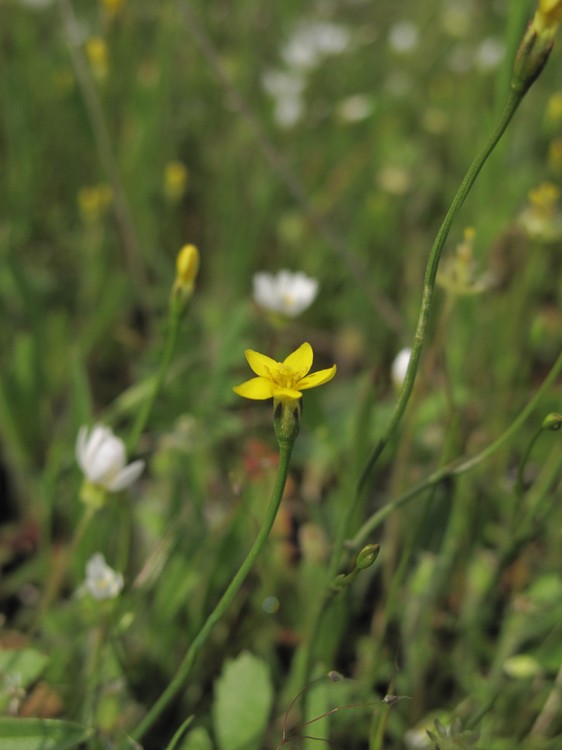Cicendia filiformis